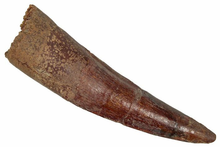 Fossil Spinosaurus Tooth - Real Dinosaur Tooth #352981